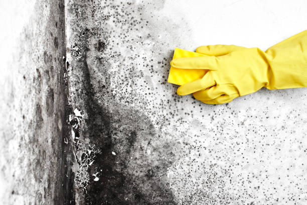 Best Mold Removal Specialists  in Mount Carmel, PA
