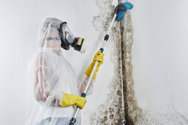Best Mold Testing  in Mount Carmel, PA