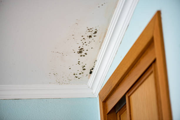 Best Commercial Mold Removal  in Mount Carmel, PA