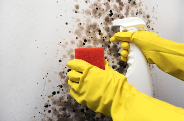 Mold Testing and Removal in Mount Carmel, PA