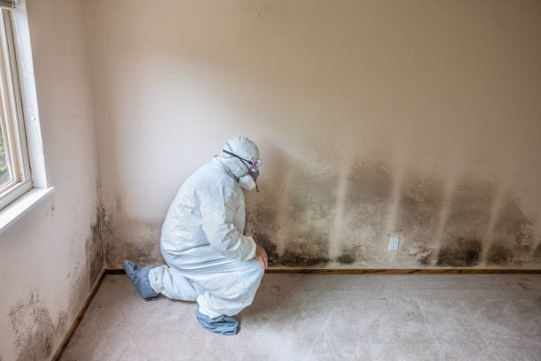 Mount Carmel, PA Mold Removal Company