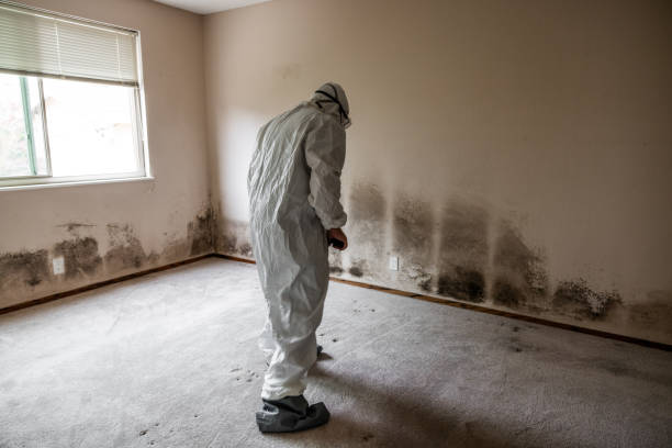Best Mold Removal and Inspection  in Mount Carmel, PA