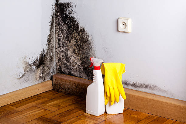 Best Black Mold Removal  in Mount Carmel, PA