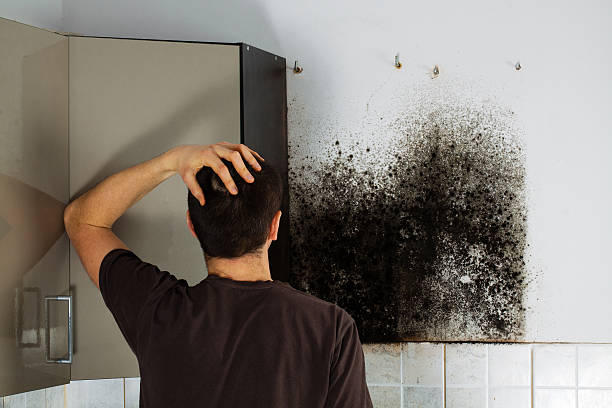 Best Crawl Space Mold Removal  in Mount Carmel, PA