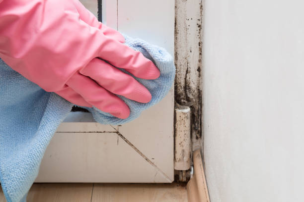 Best Emergency Mold Removal  in Mount Carmel, PA