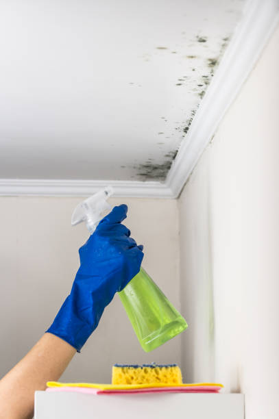 Best Mold Testing and Removal  in Mount Carmel, PA