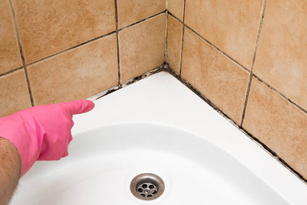 Home Mold Removal in Mount Carmel, PA