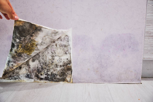 Best Attic Mold Removal  in Mount Carmel, PA